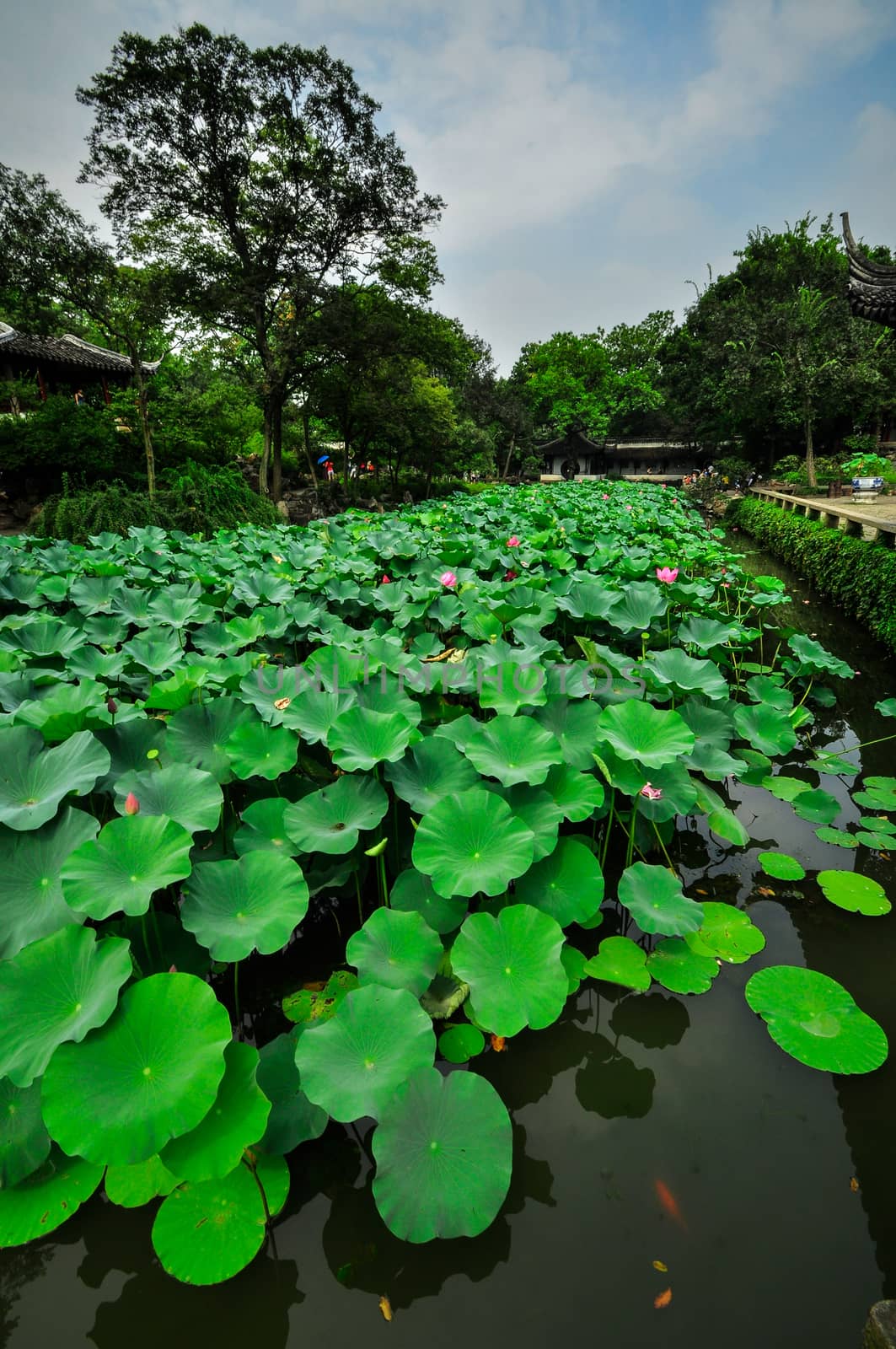 shanghai chinese garden by weltreisendertj