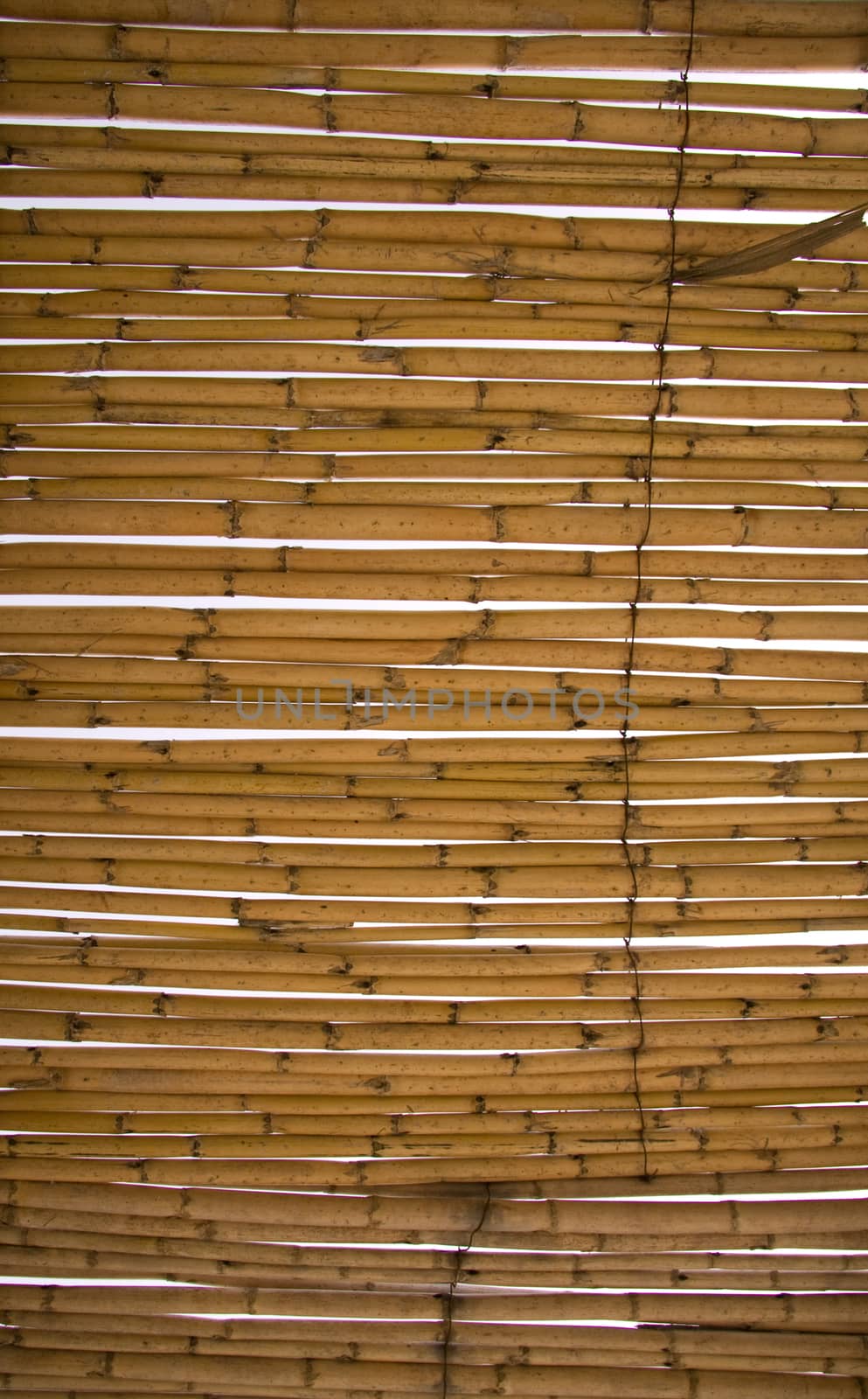 Bamboo background by fotoecho