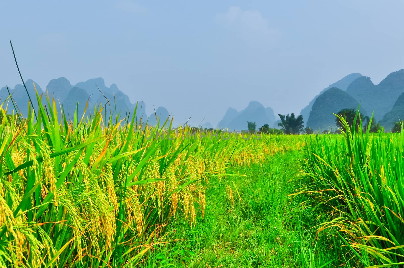 Beautiful Li river side Karst mountain rice landscape in Yangshuo Guilin, China