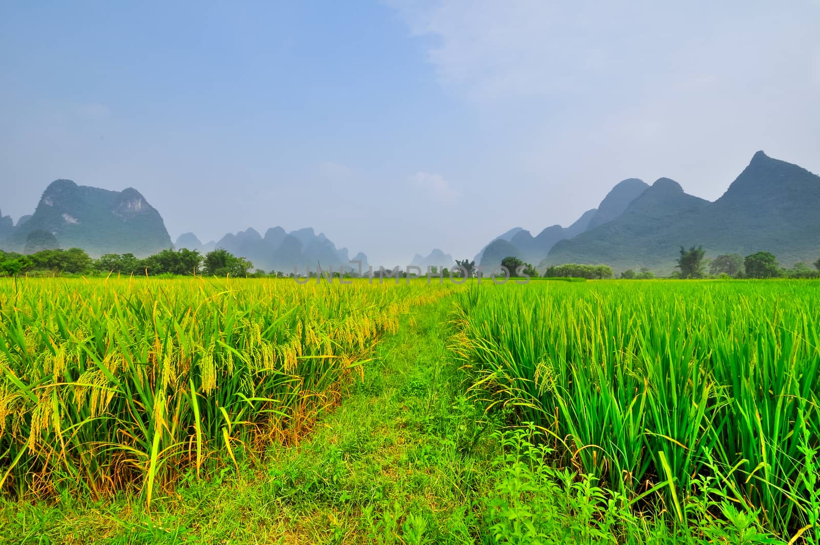 Li river ricefield mountain landscape in Yangshuo Guilin by weltreisendertj