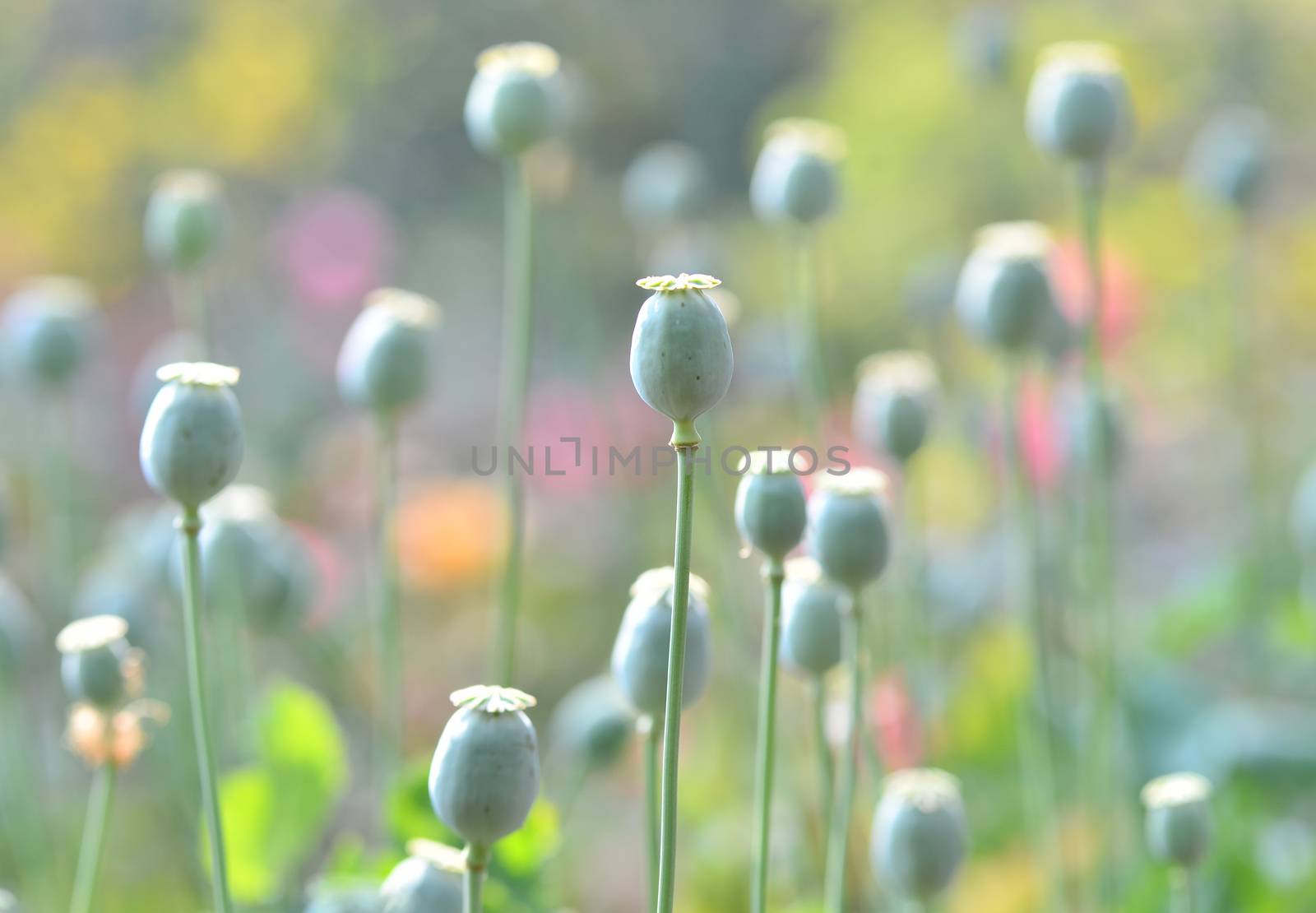 poppy capsule in poppy garden