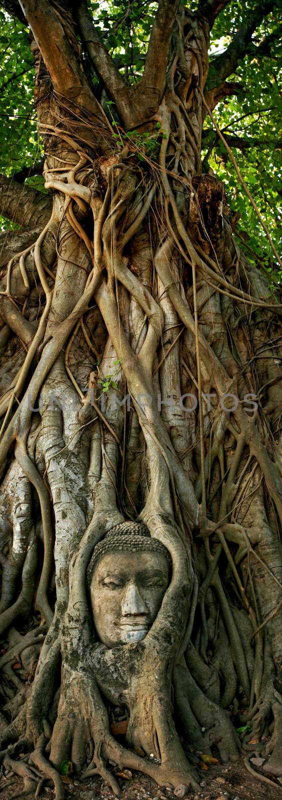 Wat Mahathat Buddha head in tree, Ayutthaya