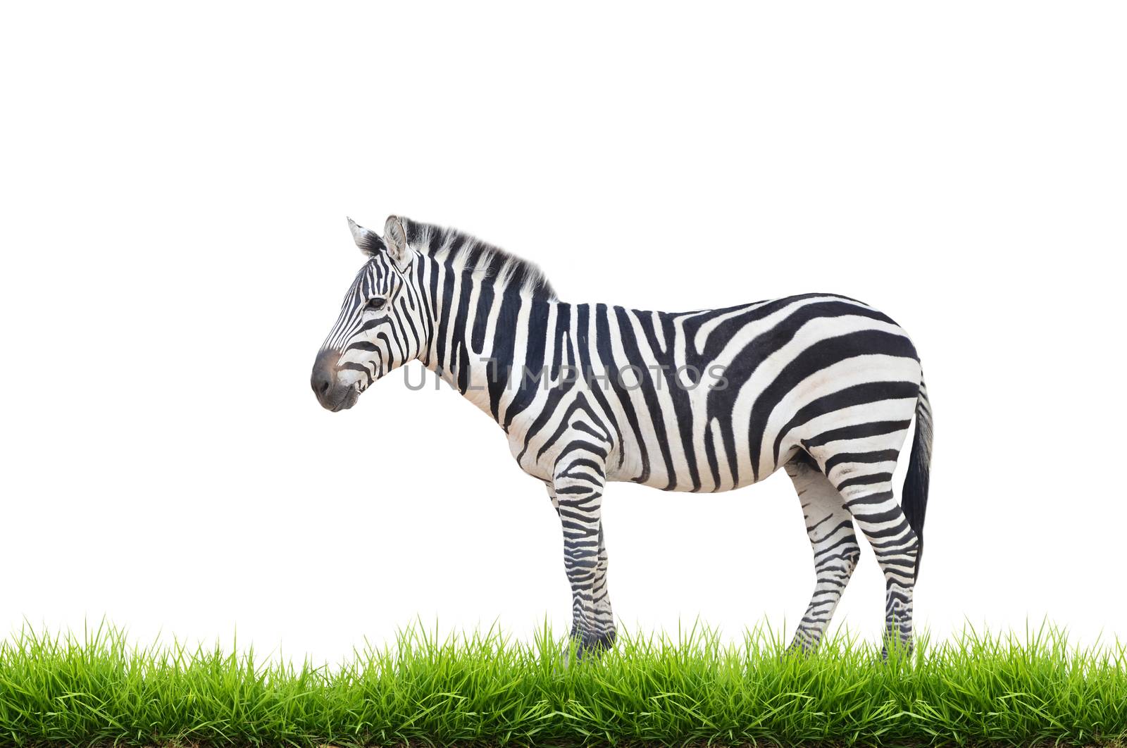 zebra with green grass isolated by anankkml