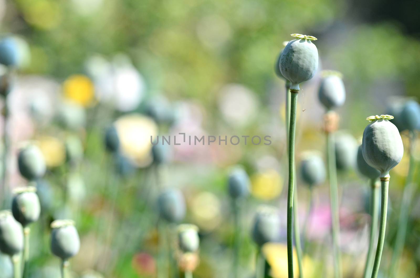 poppy capsule in poppy garden