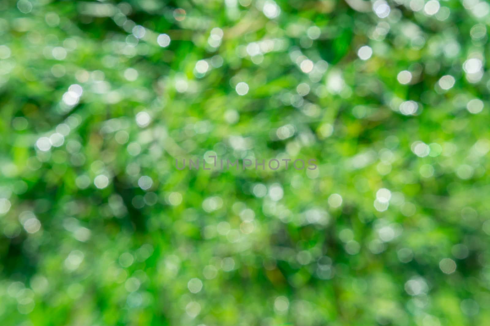 the beautiful morning sun light effect with the dew on the grass