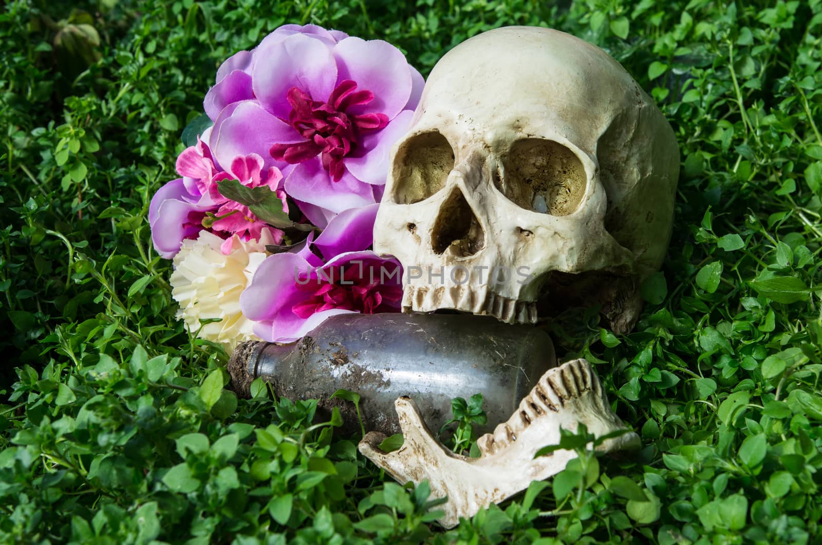 dead human skull in cemetery by faa069913827