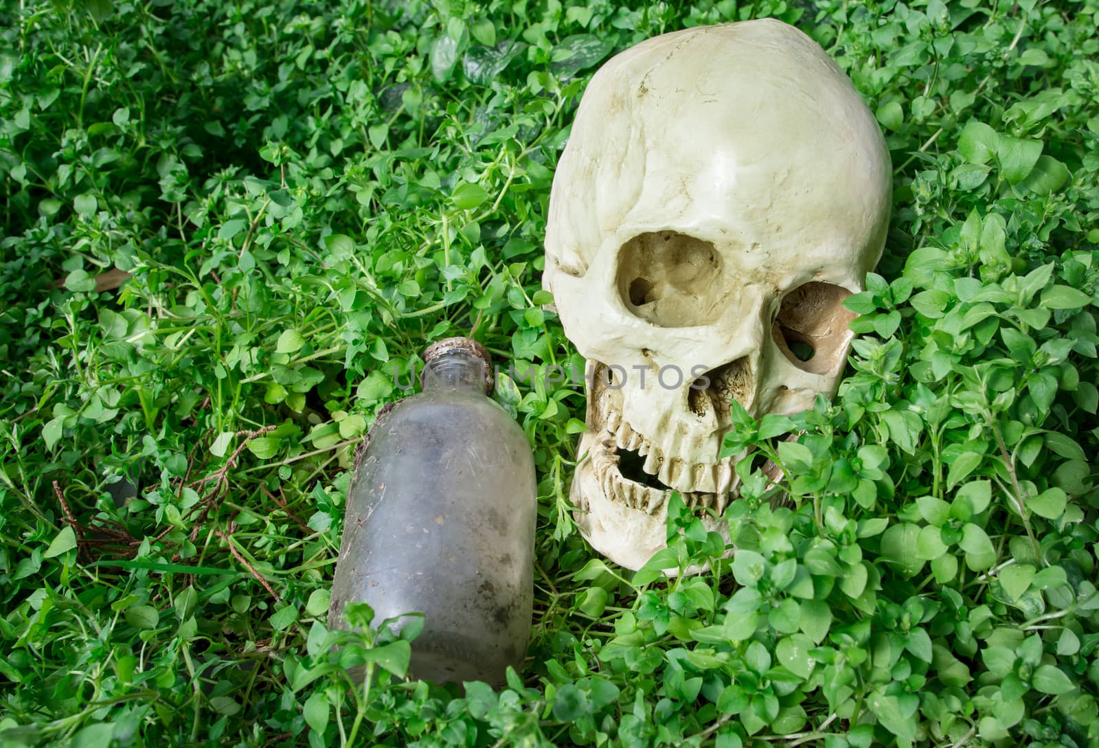 the dead human skull in the garden with old bottle