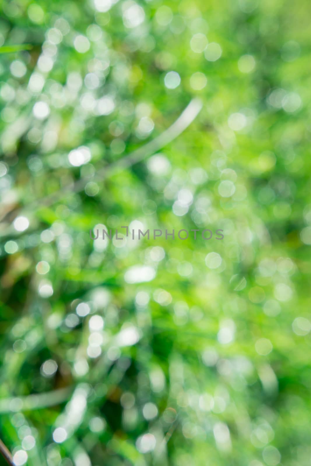 the beautiful morning sun light effect with the dew on the grass