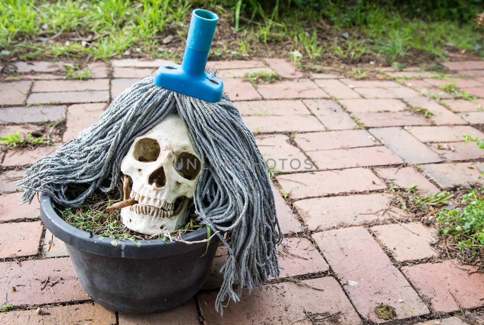 the beautiful rock star human skull in the old bucket at the backyard