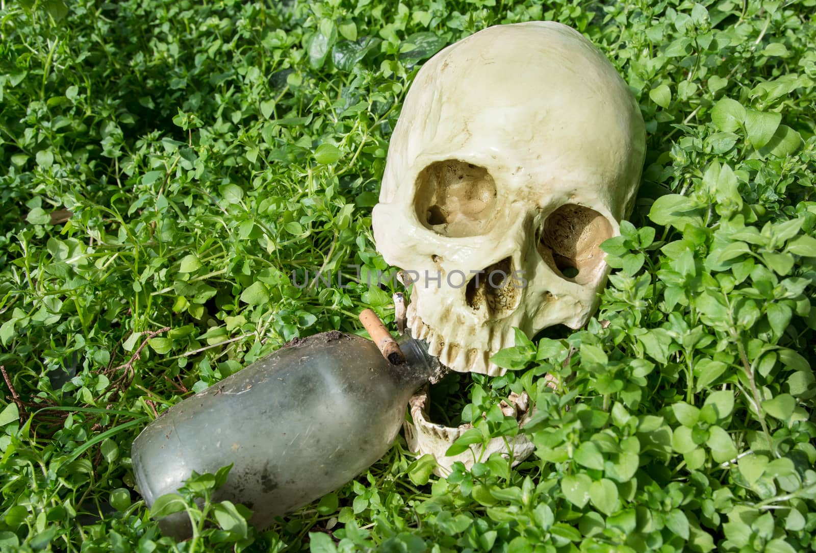 the scarry skull in the garden with old bottle and cigarette