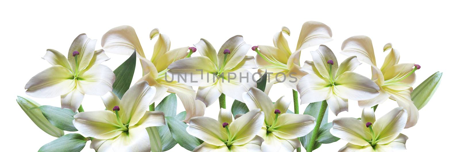 White lily by grace21