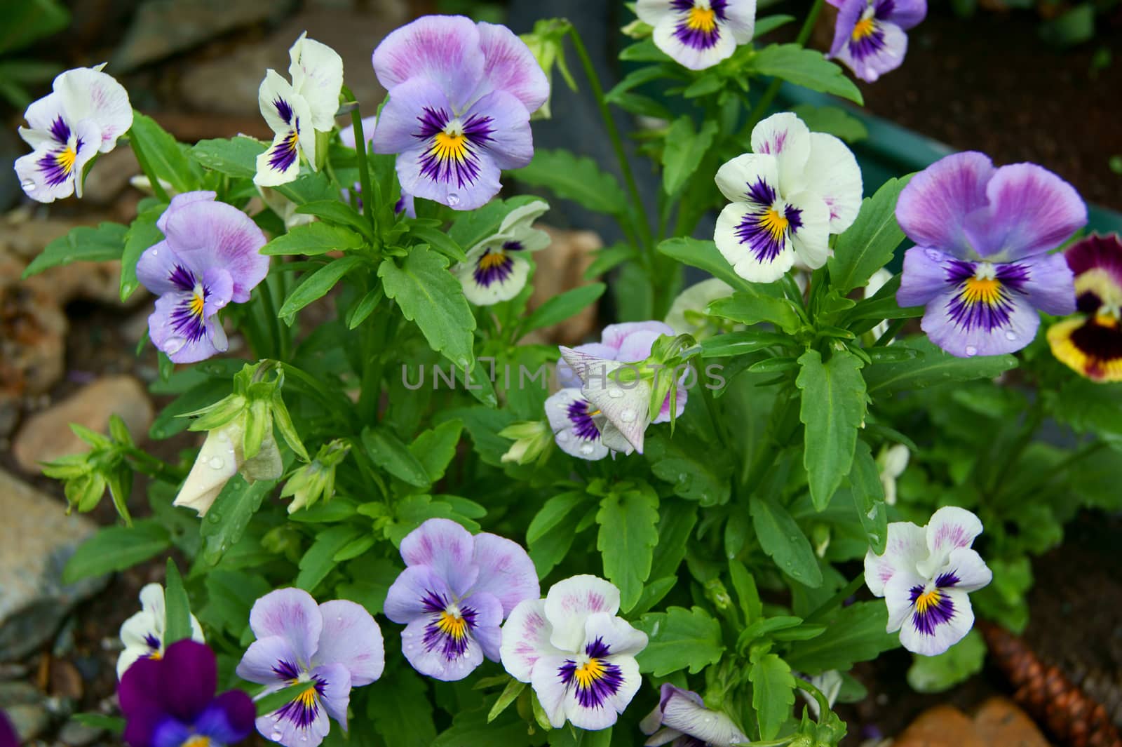 Tricolor pansy flower plant natural background, summer time