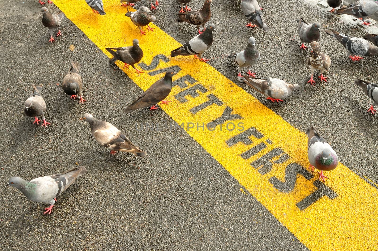 Safety First sign on caution strip surrounded by Pigeons