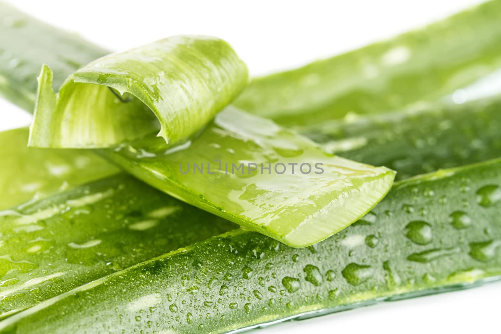 aloe vera