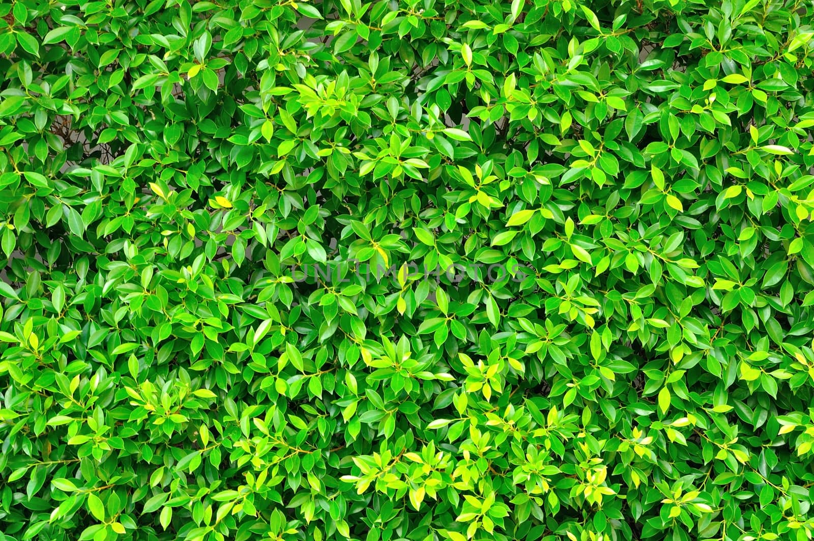 Green leaves wall background for use as Web Illustration