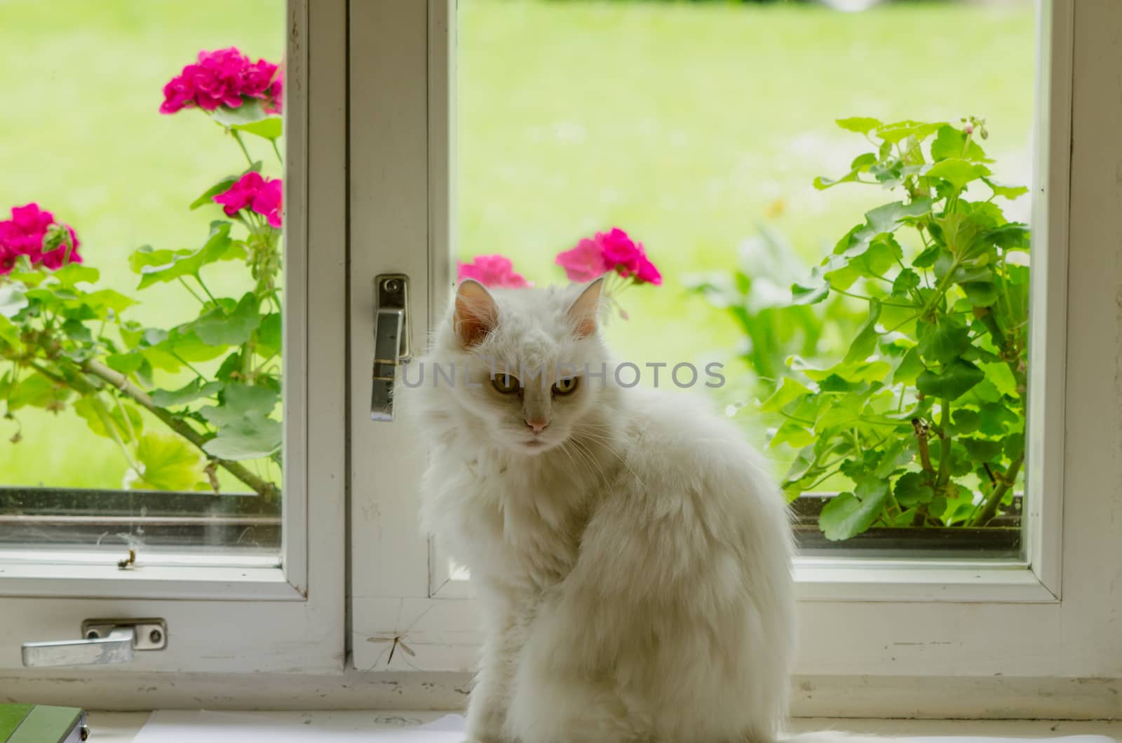 White old fluffy cat pet sit on sill in front of window and flowers on other side.