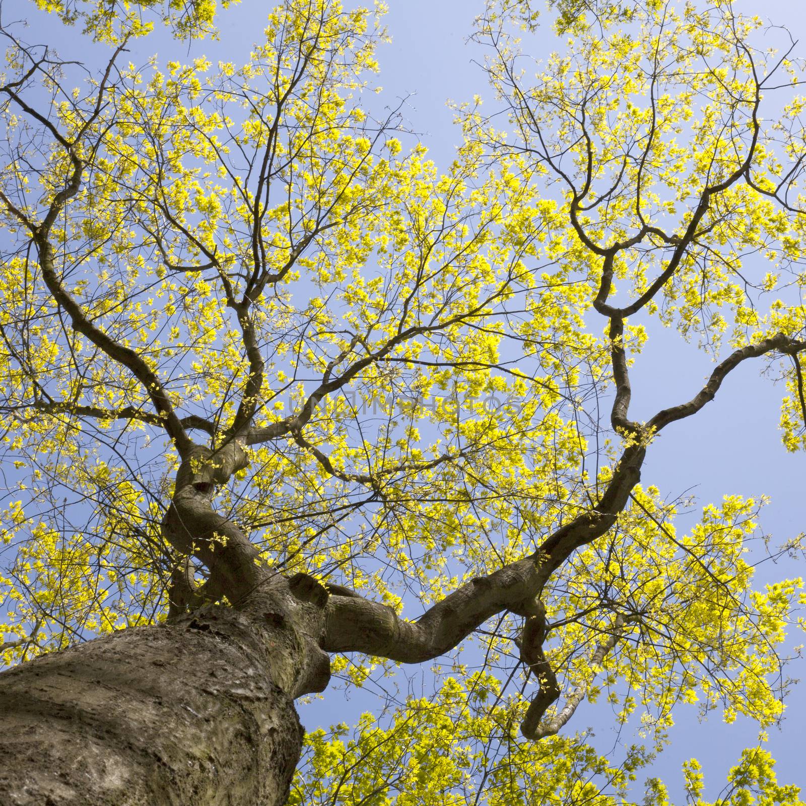 fresh leaves of old oak tree against blue sky