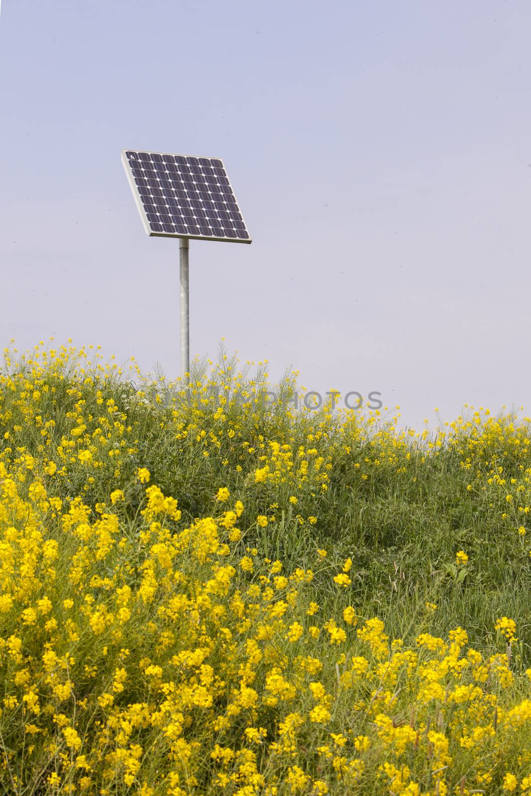 rapeseed and solar panel with blue sky