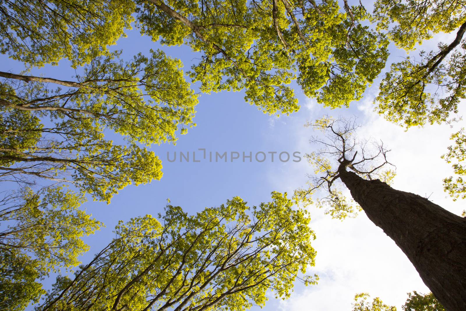 fresh leaves of oak trees against blue sky