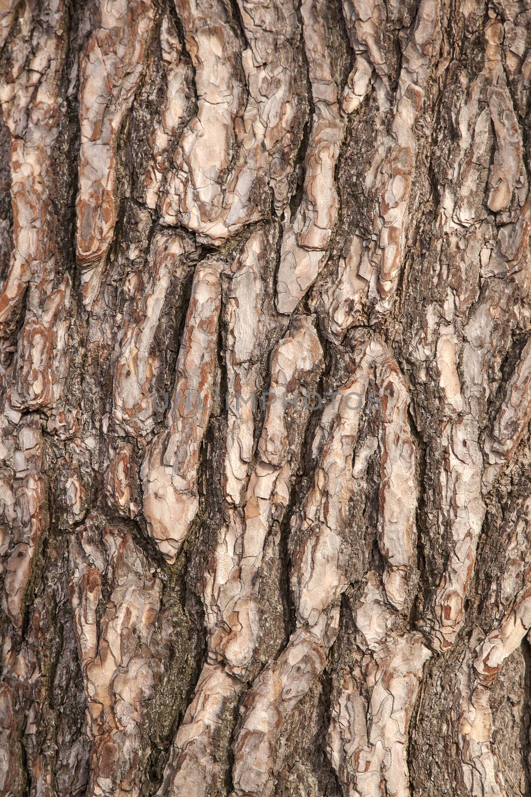 abstract pattern of rough brown bark on old pine tree