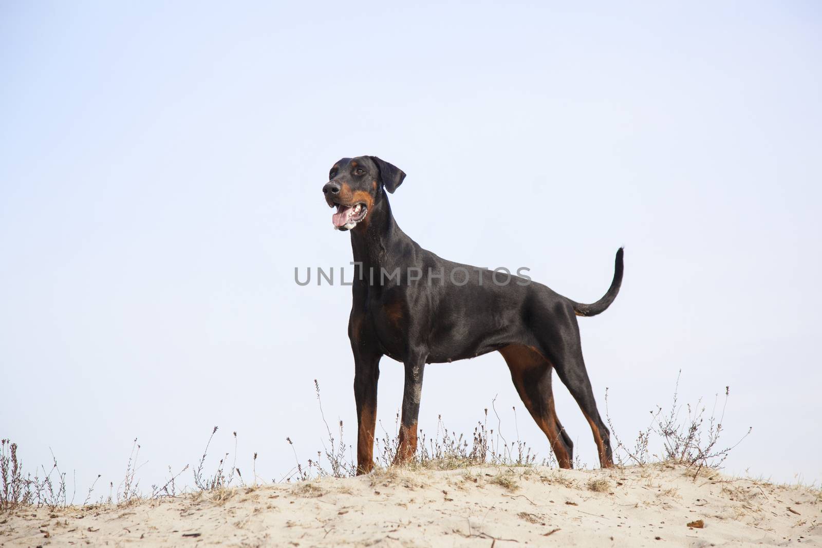 doberman standing in the sand under blue sky