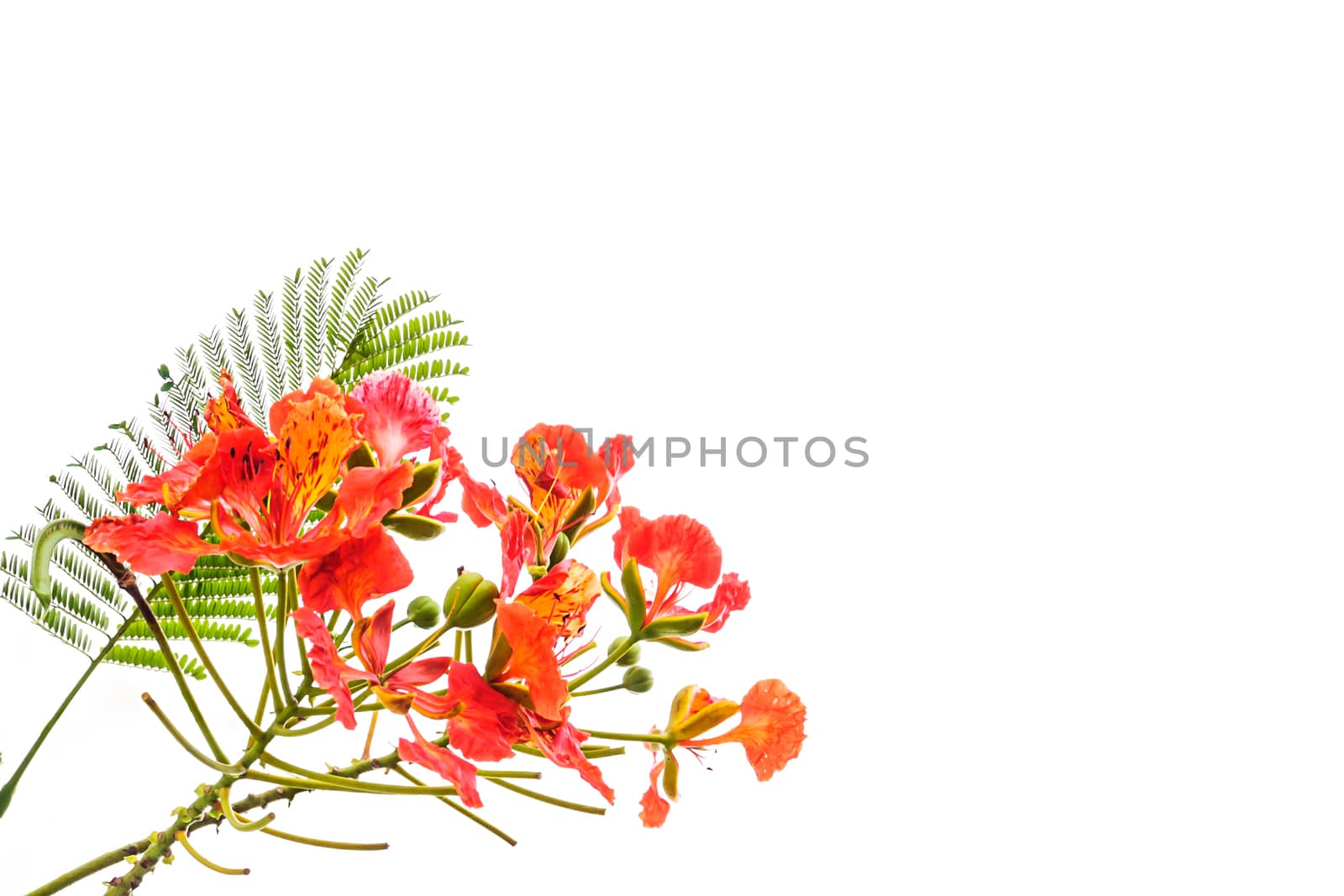 Peacock's Crest flowers or Caesalpinia pulcherrima isolated on white 