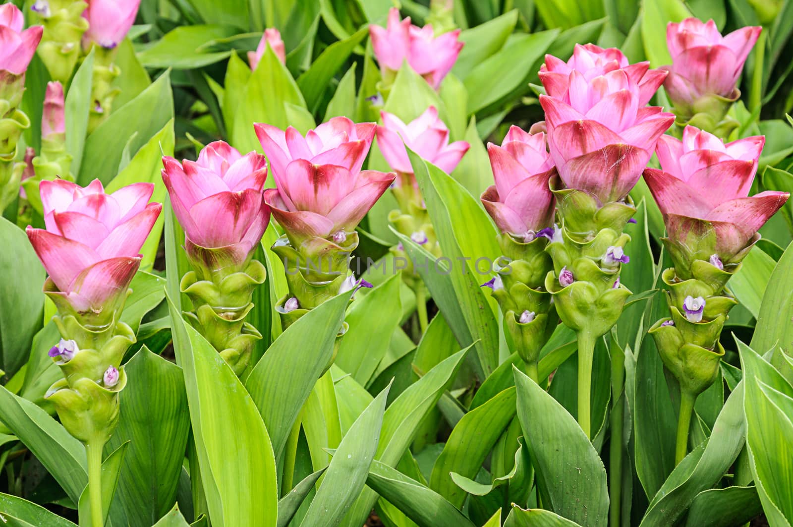 Field of Siam tulip flower or Curcuma alismatifolia