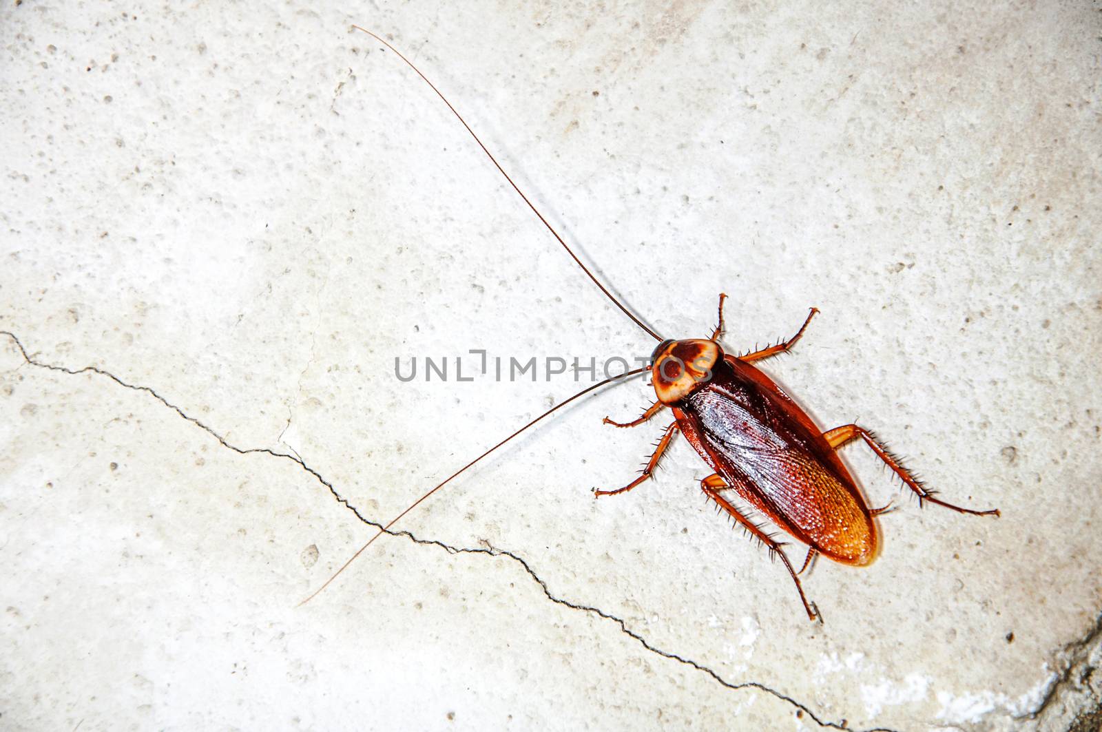 Close up cockroach on the wall