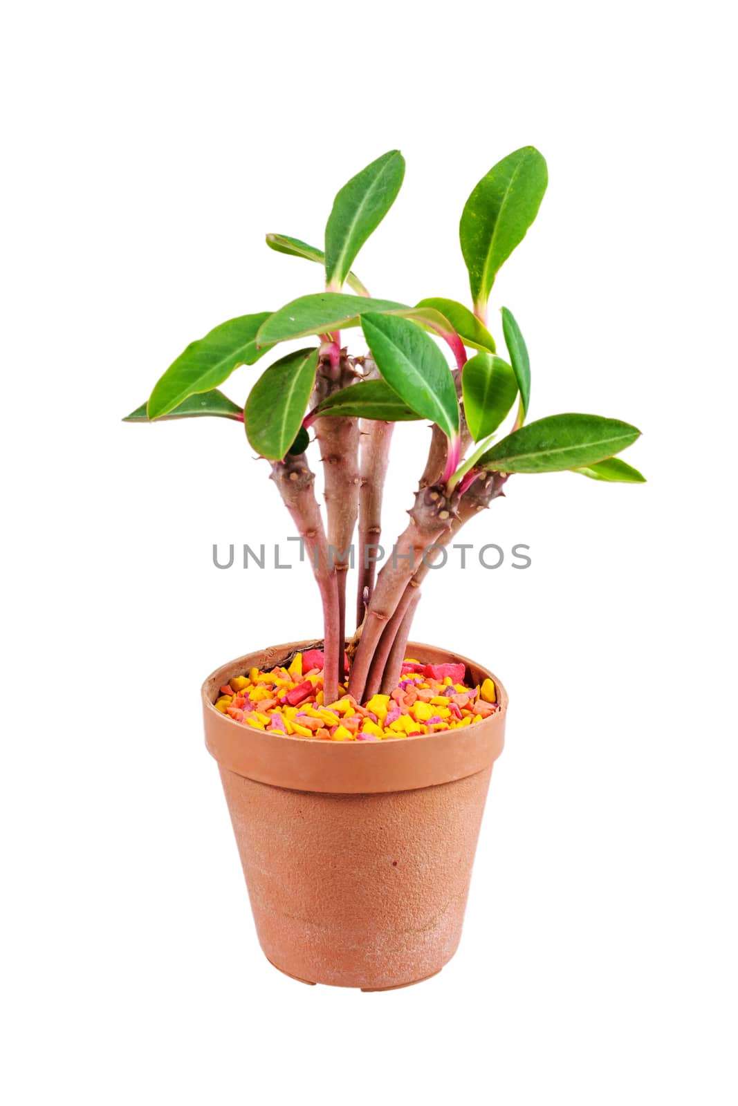 Cactus in potted isolated on white background