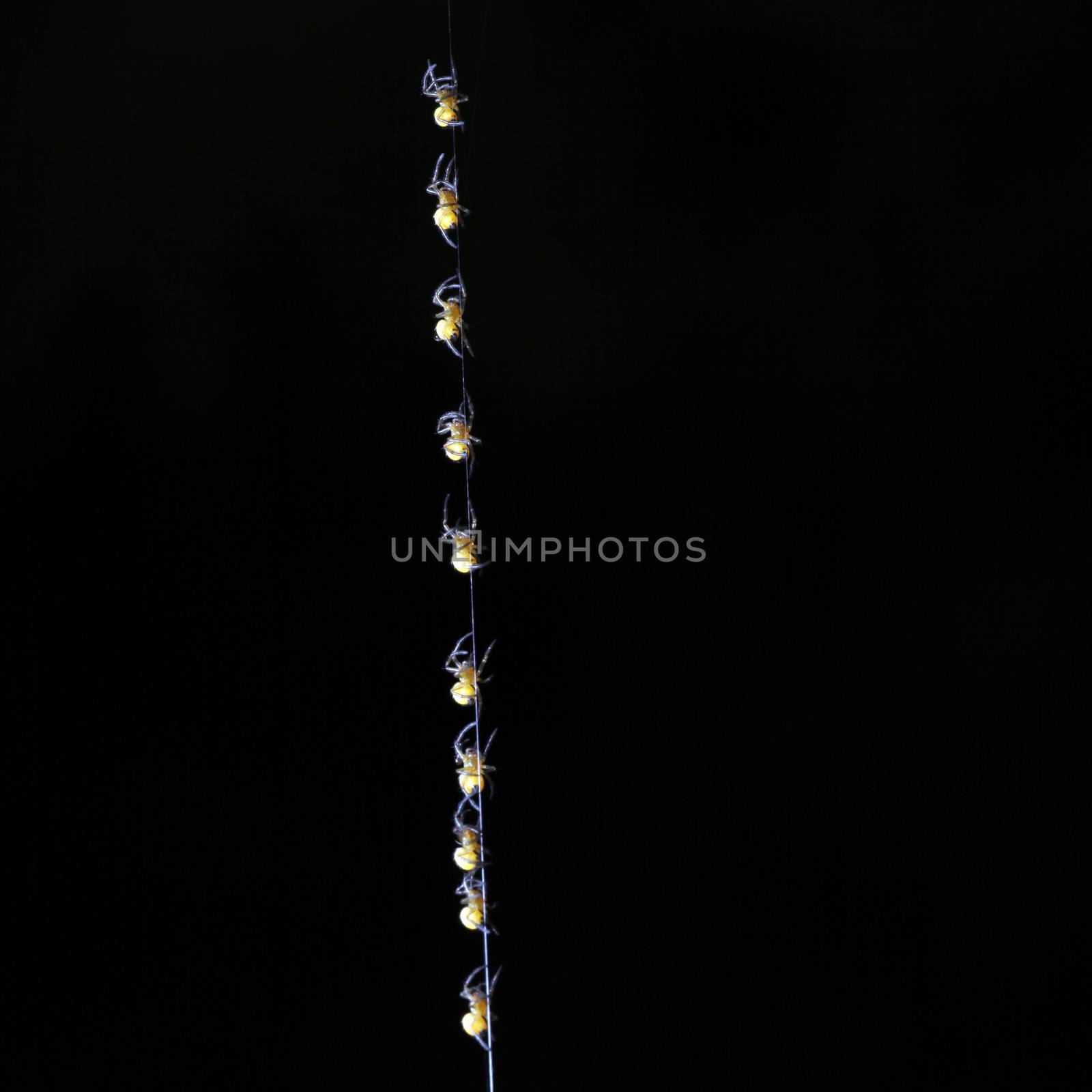 row of small yellow spiders following one another climbing up a thread against black background