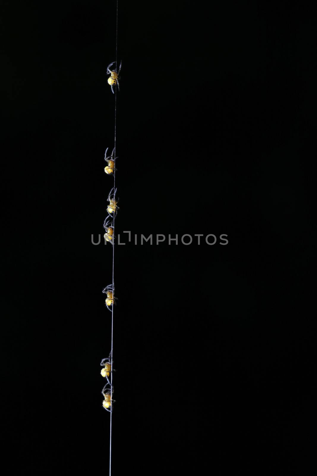 group of small spiders following one another climbing up a thread against black background