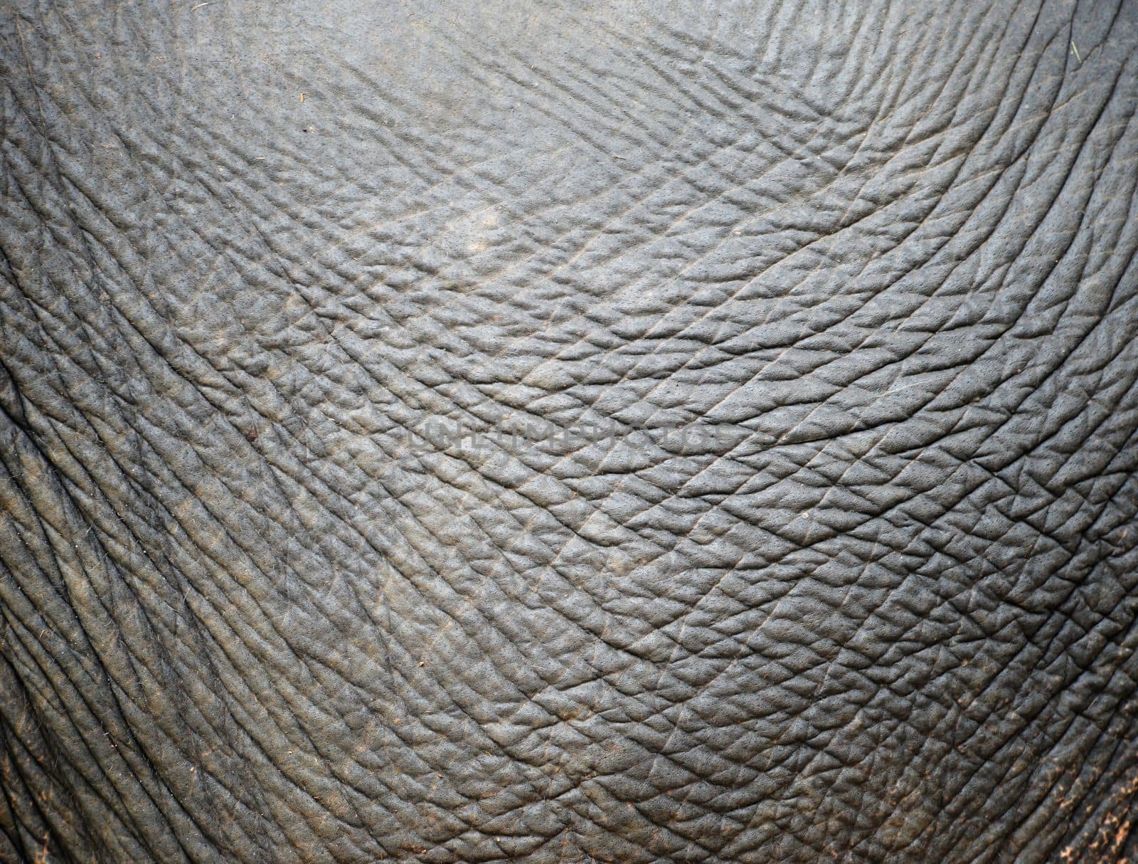 background textured of an asia elephant skin