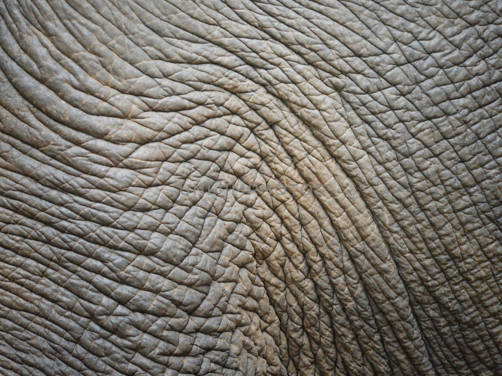background textured of an asia elephant skin