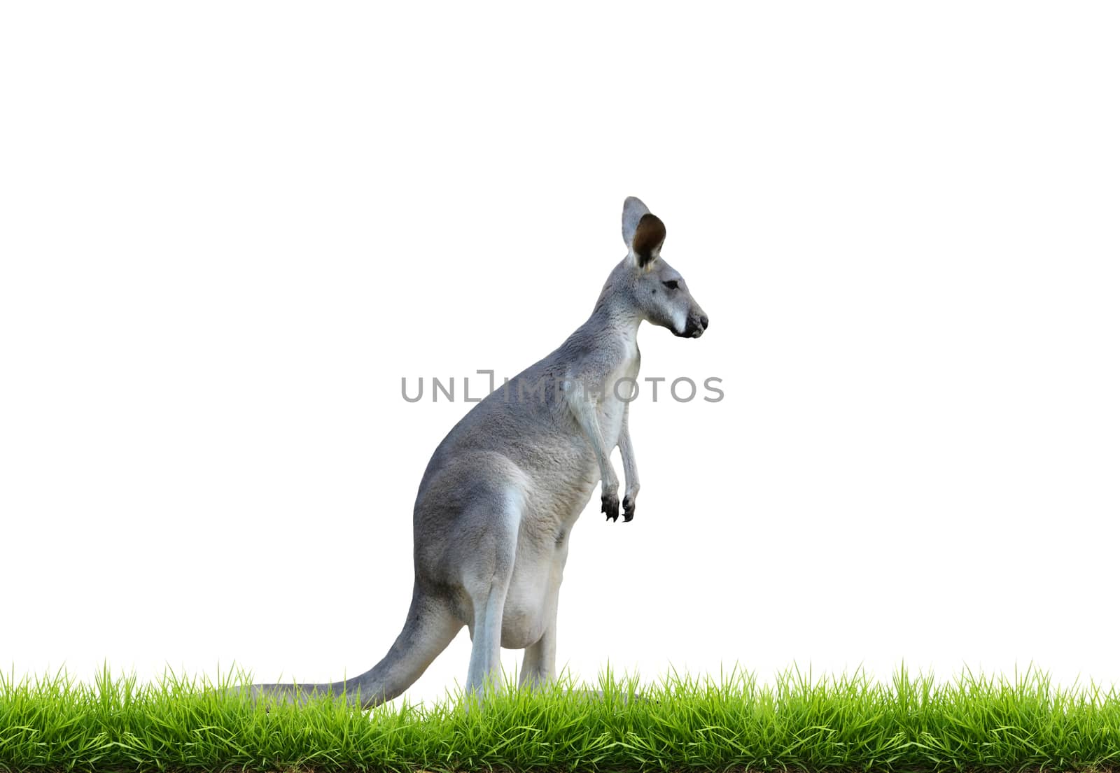 grey kangaroo with green grass isolated on white background