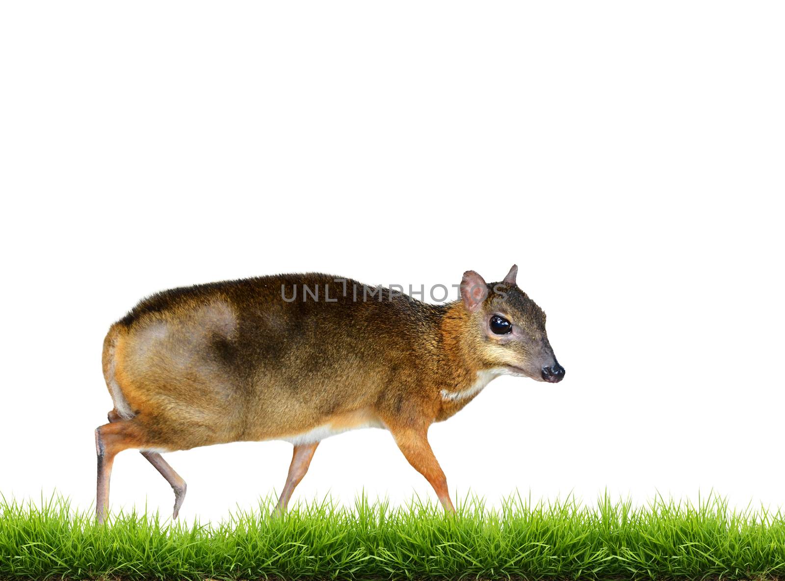 lesser mouse deer isolated on white background
