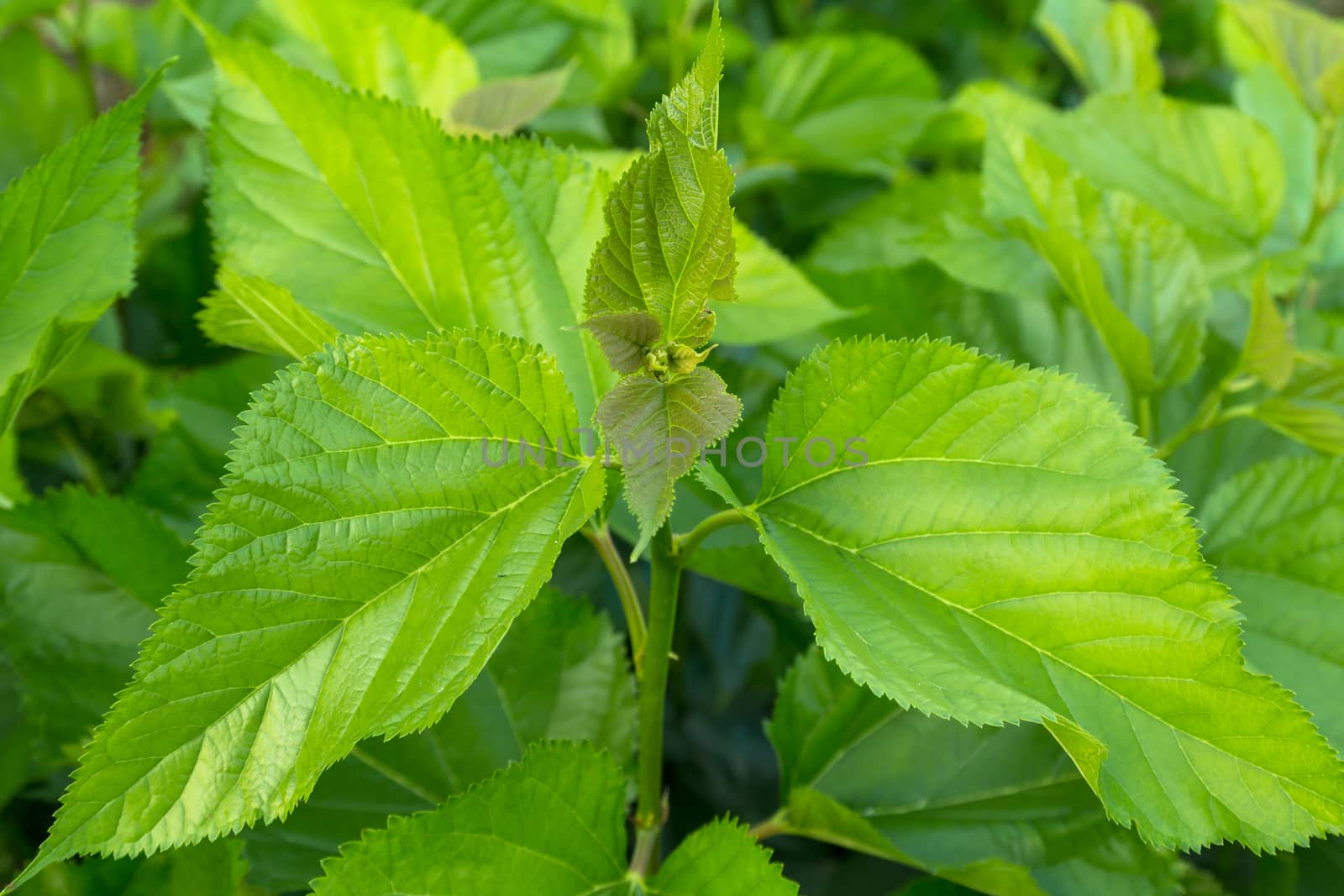 Mulberry leaf tree at field by lavoview