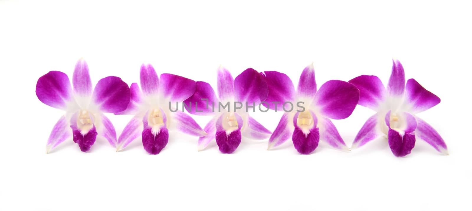 beautiful blooming orchid isolated on white background