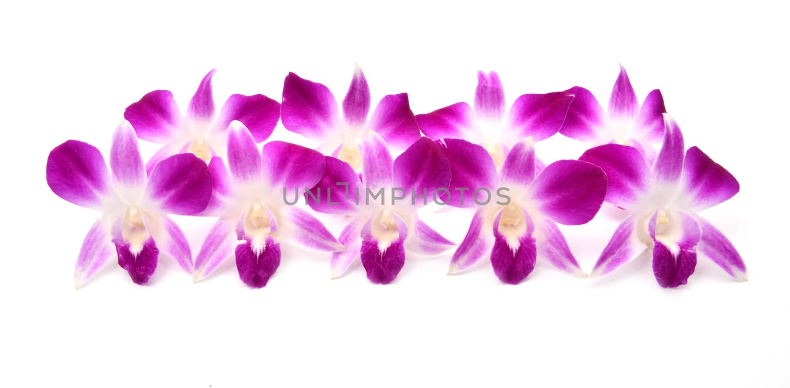 beautiful blooming orchid isolated by anankkml
