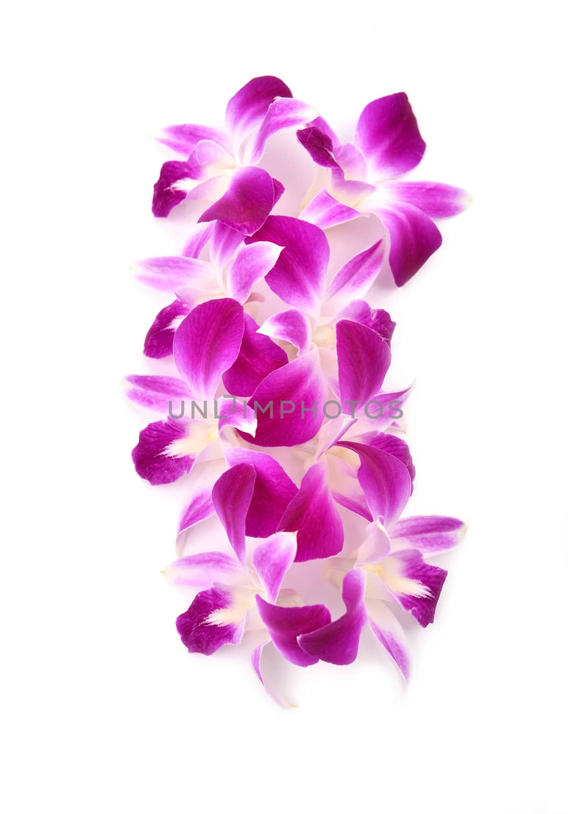 beautiful blooming orchid isolated on white background