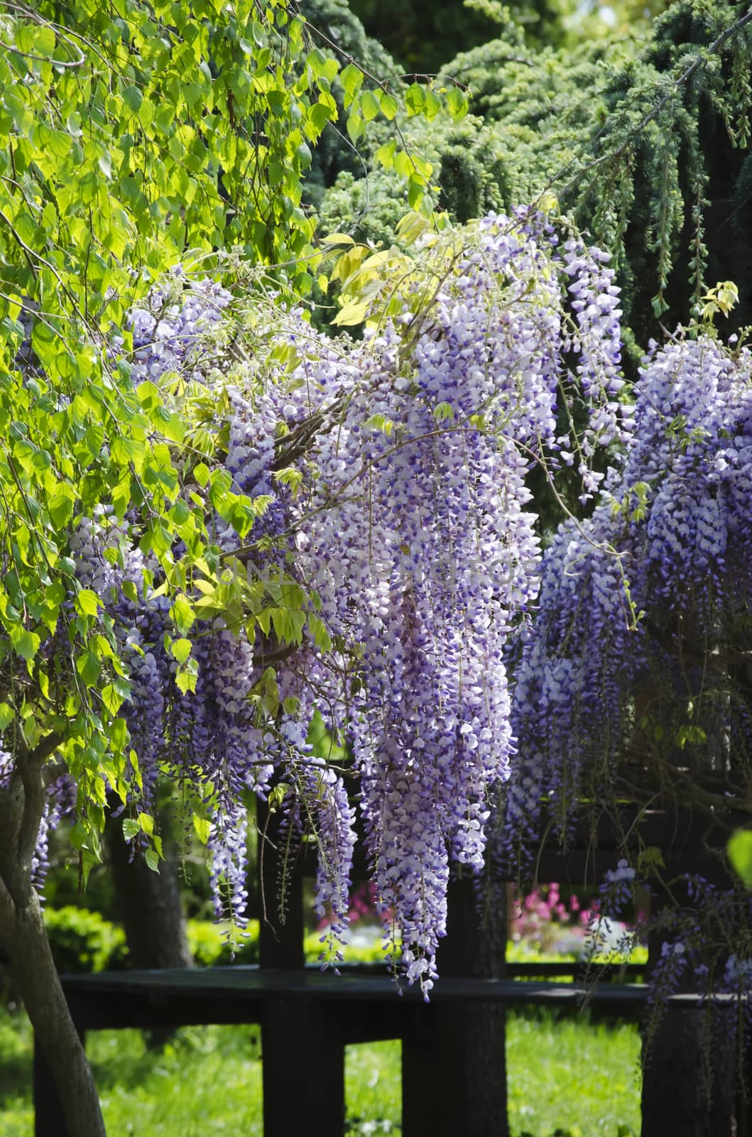 Spring Wistaria Flower Blossom in Nature