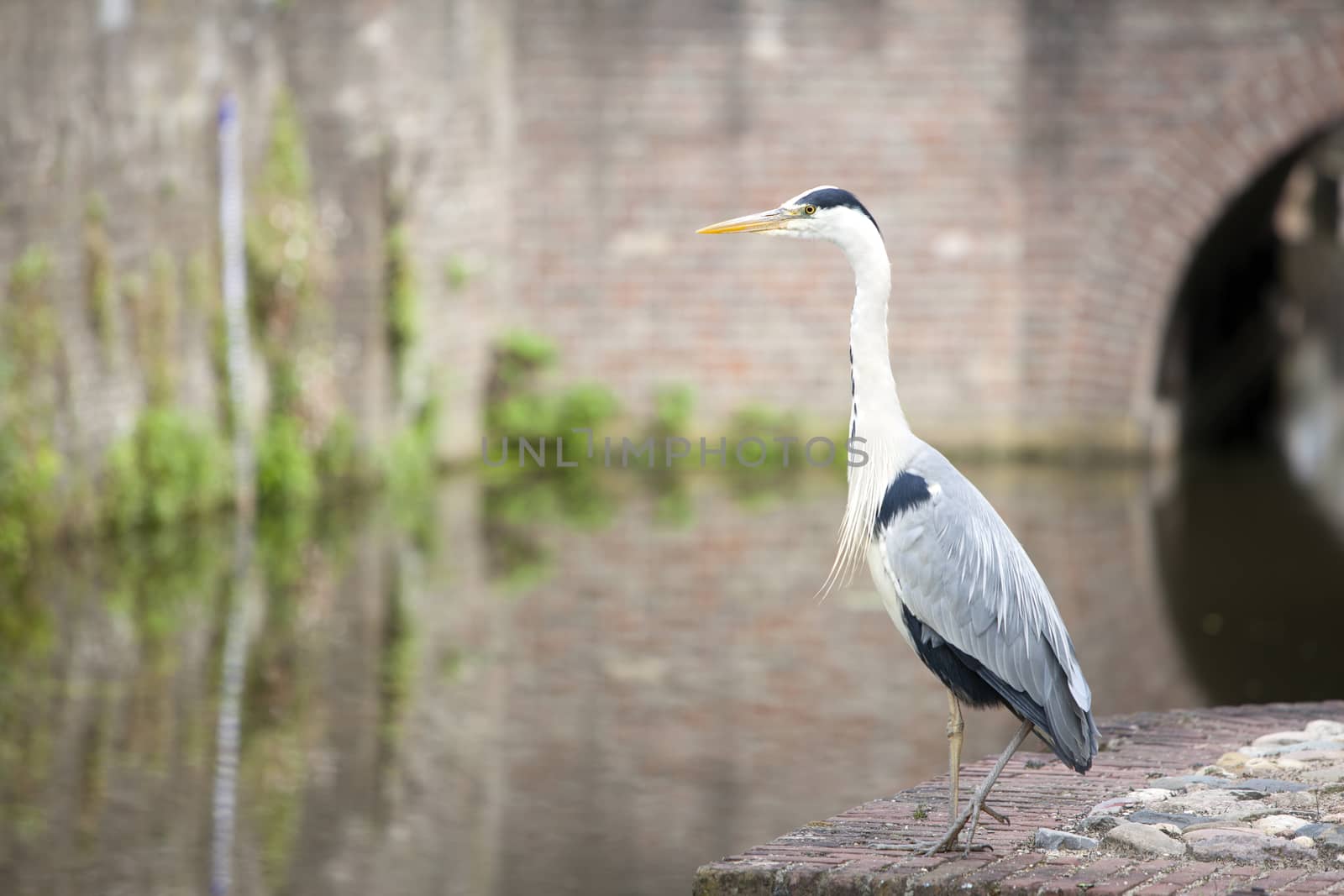 blauwe reiger aan gracht in oude binnenstad stad