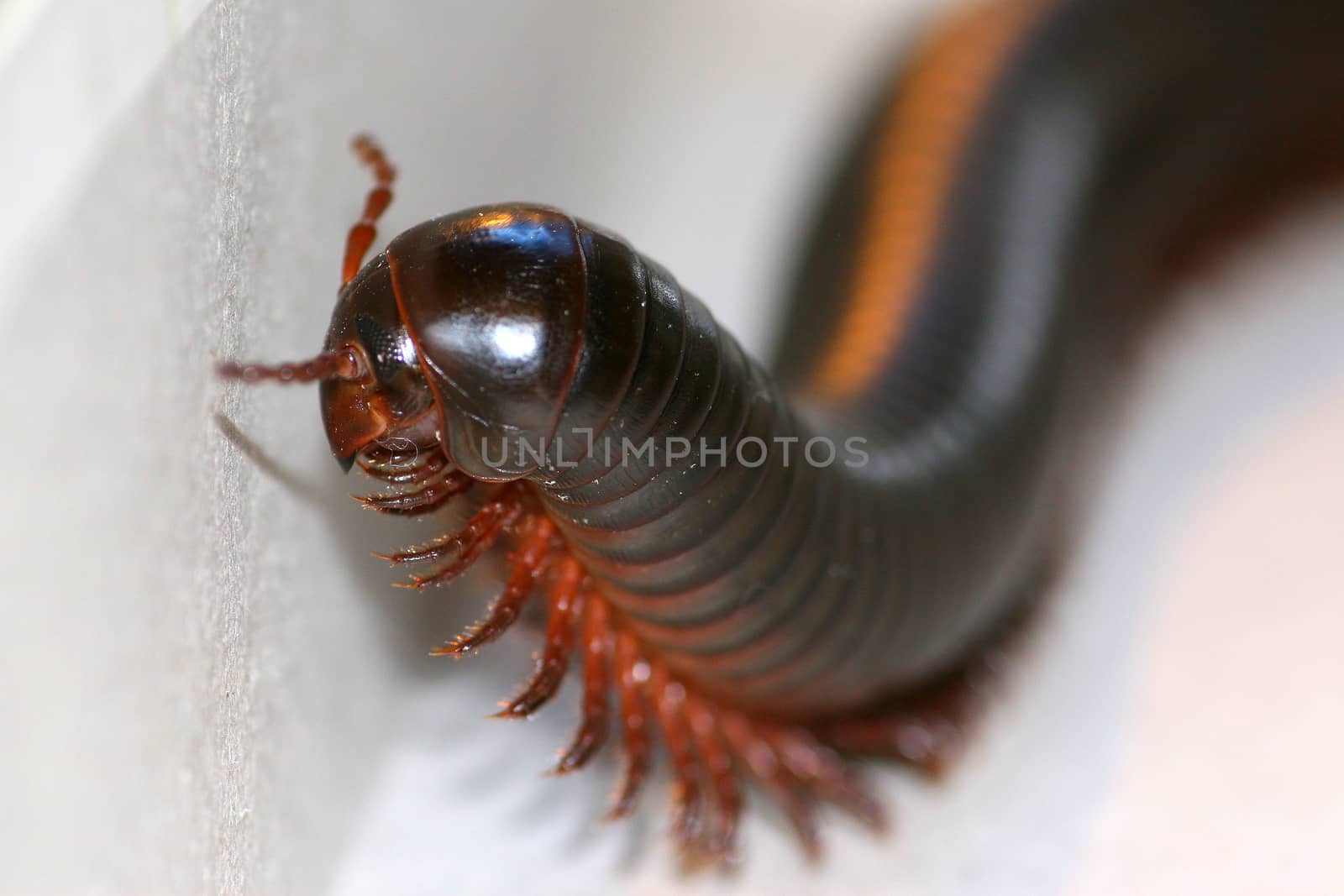The myriapod living in house conditions