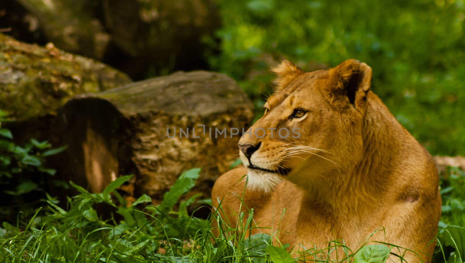 female lion by furo_felix