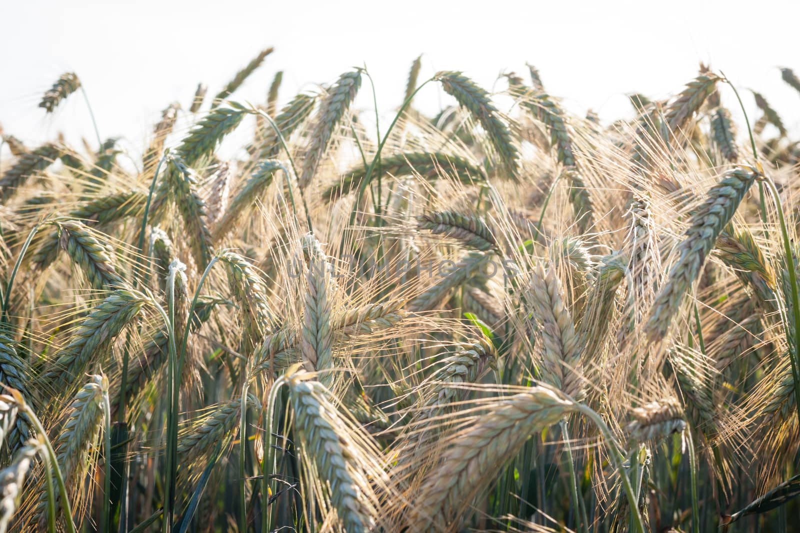 Wheat by furo_felix