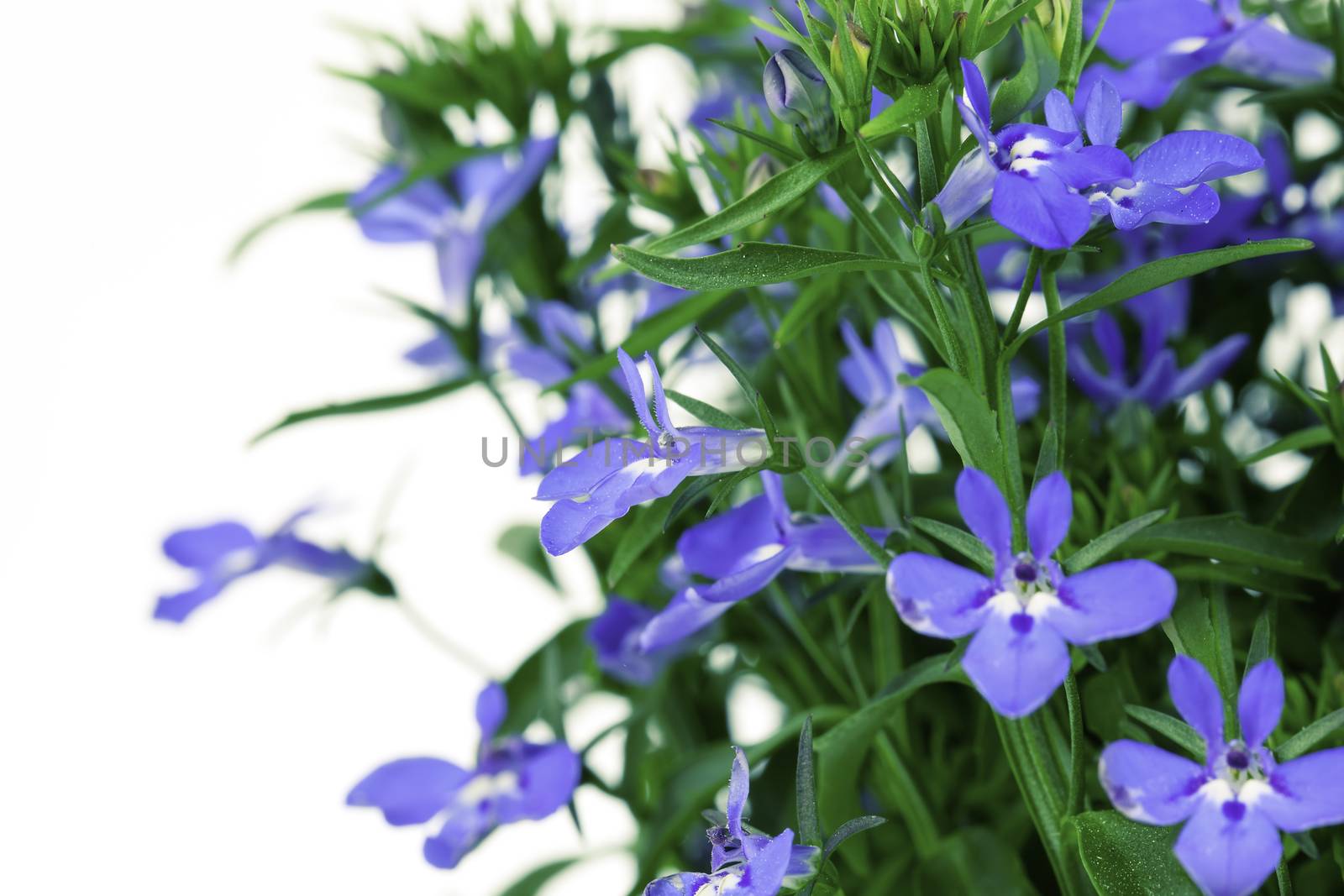 A sprig of blue lobelia, on a white background.
