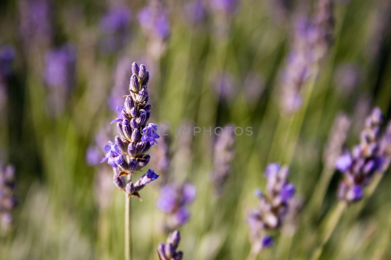 lavender by furo_felix