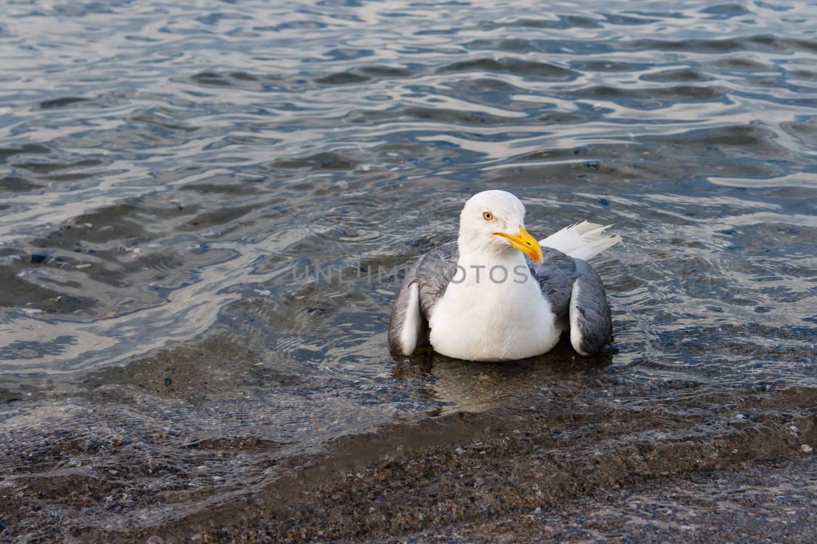 seagull close up, swimming in sea water
