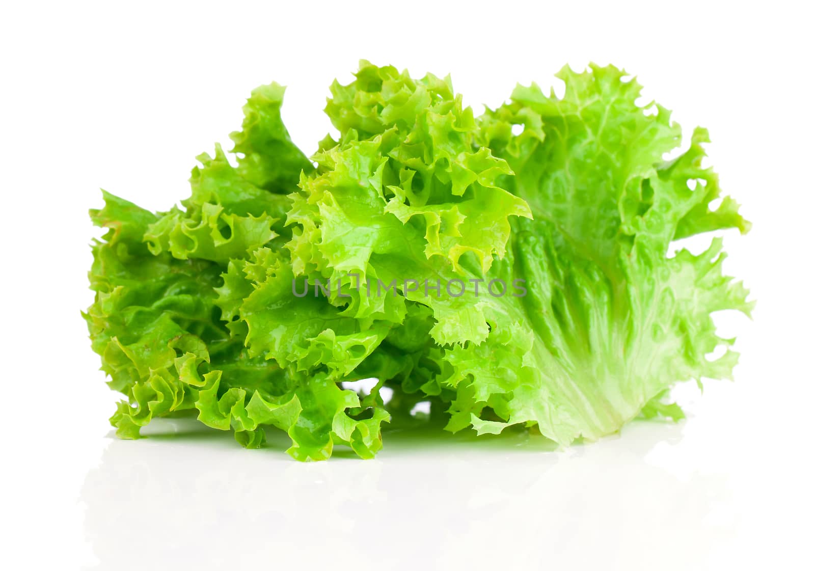 Lettuce. Salad leaves isolated on white background