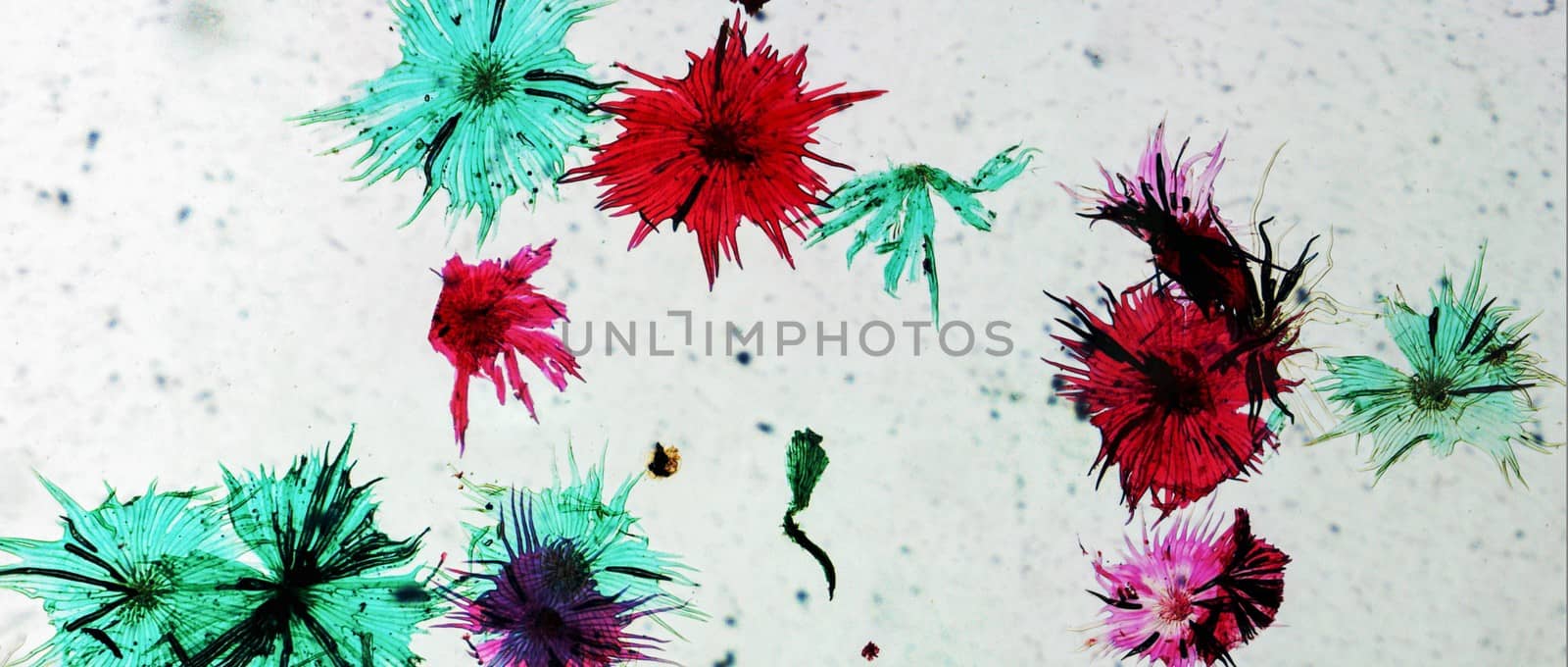 Photomicrograph of an Apple fruit made through an optical microscope