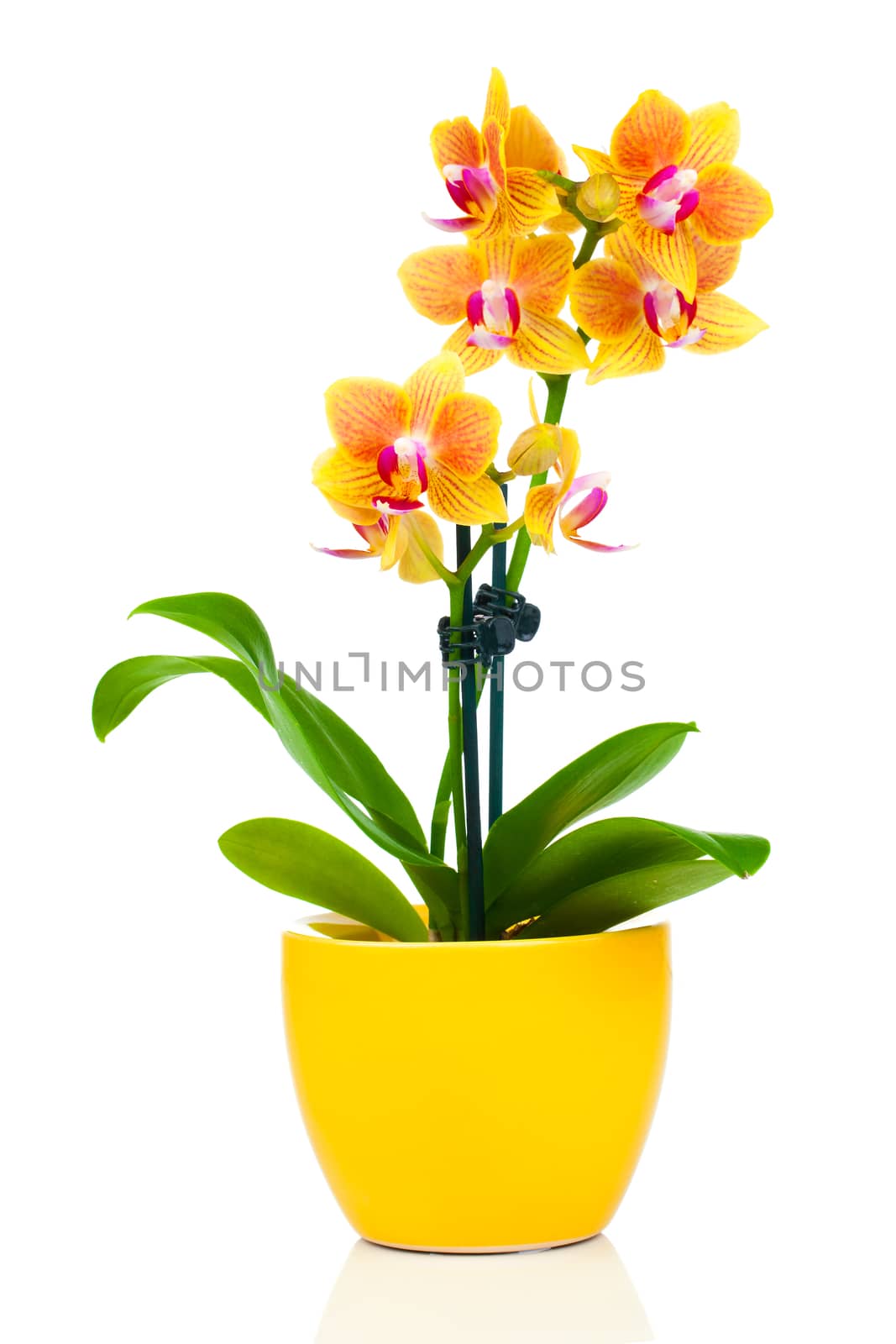 beautiful yellow orchid in pot, isolated on white by motorolka